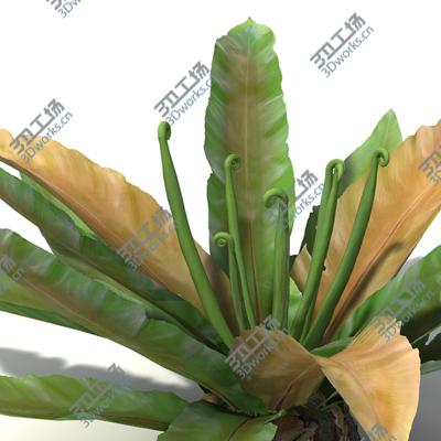 images/goods_img/2021040165/XfrogPlants Oceania 1/3.jpg